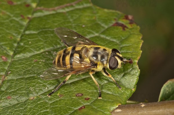 Dead Head Hoverfly (Myathropa florea)