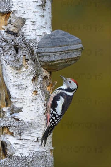 Middle Spotted Woodpecker (Dendrocopos medius)