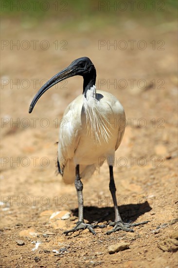 Australian White Ibis (Threskiornis molucca)