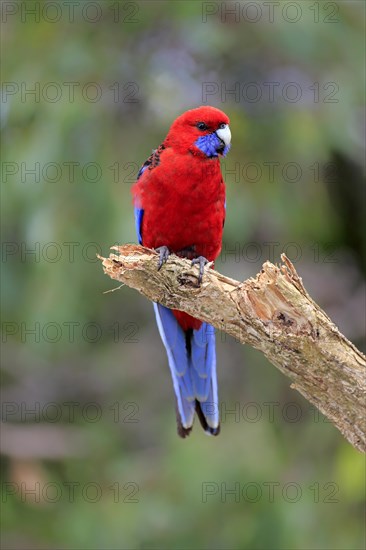 Crimson Rosella (Platycercus elegans) adult on perch