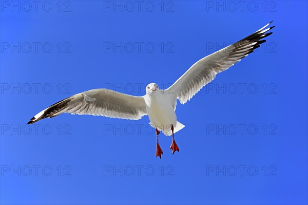 Silver Gull (Larus novaehollandiae)