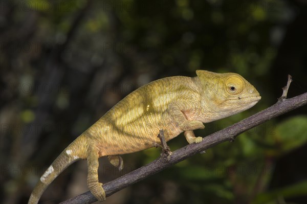 Parson's Chameleon (Calumma parsonii)