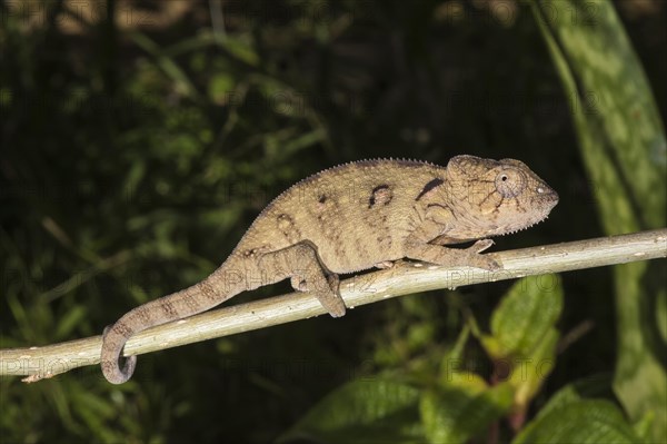 Oustalet's or Malagasy Giant Chameleon (Furcifer oustaleti)