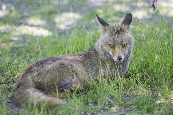 Fox (Vulpes vulpes)