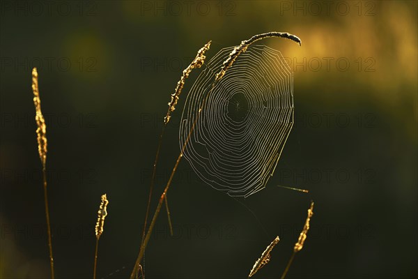 Cycle net of a spider on blades of grass