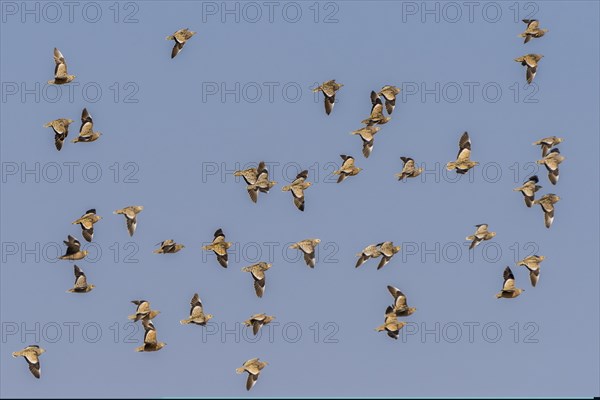 Burchell's sandgrouses (Pterocles burchelli)