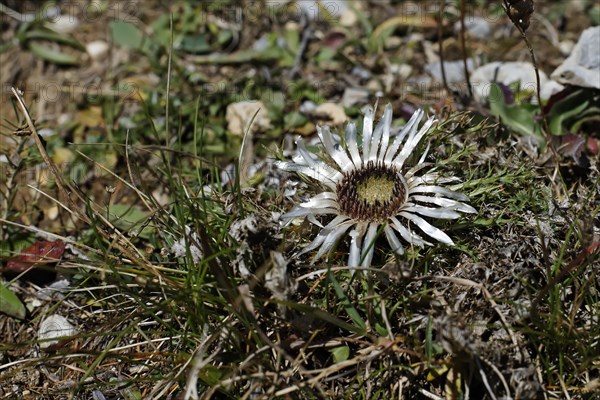 Dwarf carline thistle