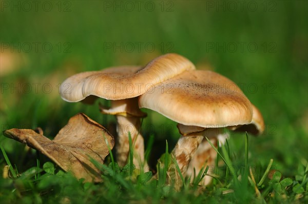 Honey Fungus