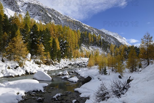 Autumnal coloured Larch (Larix) forest in the freshly snow-covered Val Roseg valley
