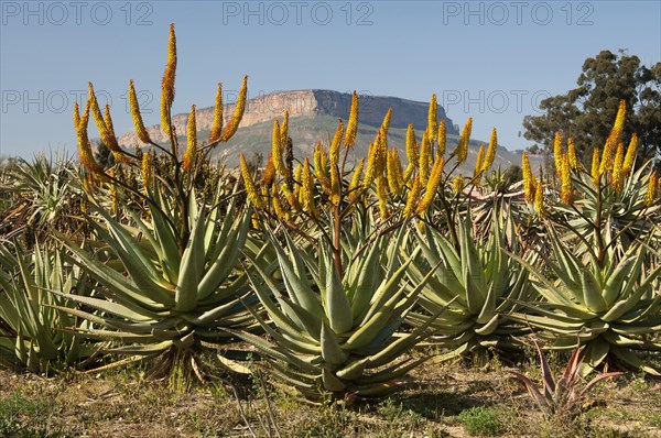 Cape Aloe (Aloe ferox) in front of Gifberg or Poison Mountain