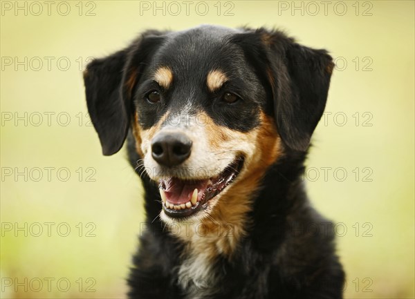 Mongrel
