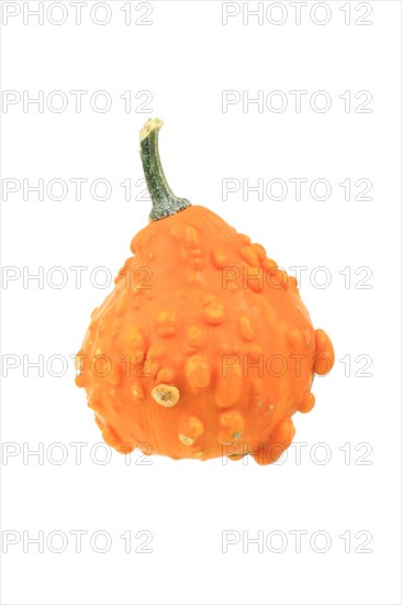 Orange ornamental warty gourd
