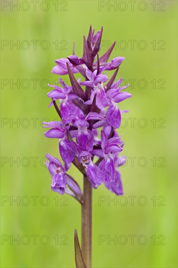 Hybrid Orchid (Dactylorhiza hybrids)