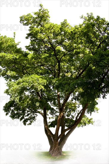 Black Locust (Robinia pseudoacacia)