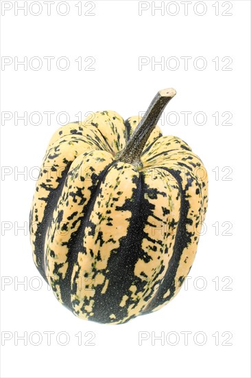 Squash variety