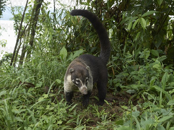 White-nosed coati (Nasua narica) (Nasua narica)