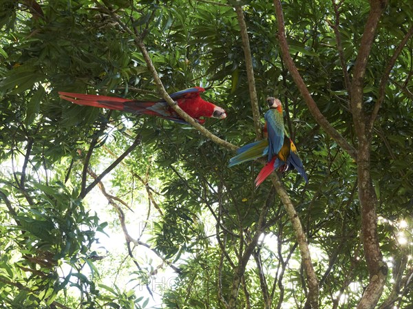 Scarlet Macaws (Ara macao)