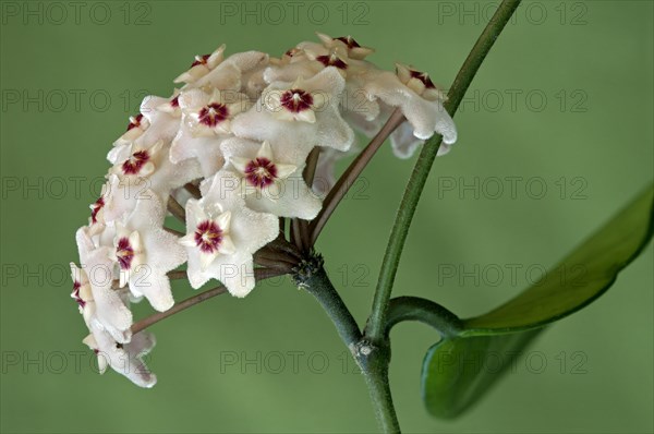 Flower umbel of a Wax Plant (Hoya carnosa)