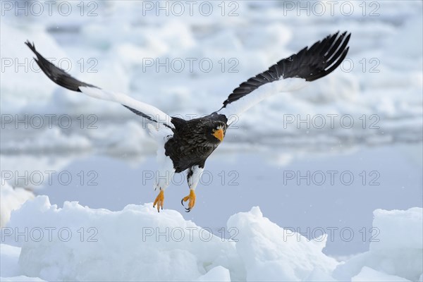 Steller's Sea Eagle (Haliaeetus pelagicus) taking off from an ice floe