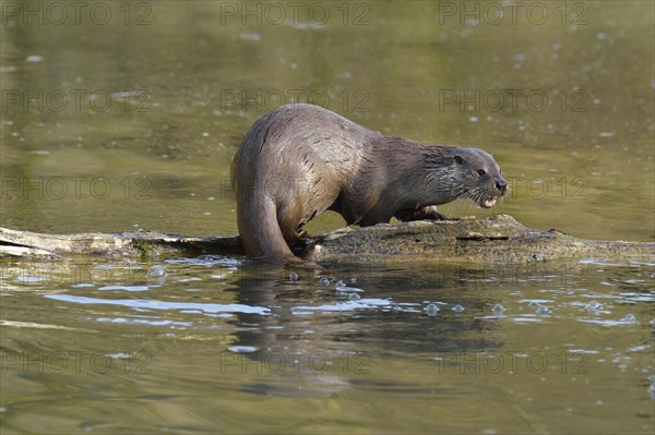 European Otter (Lutra lutra)