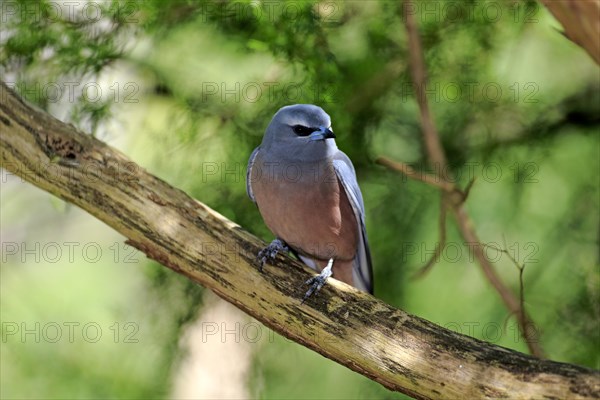 White-browed woodswallow (Artamus superciliosus)