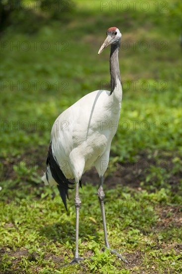 Red-crowned Crane (Grus japonensis)