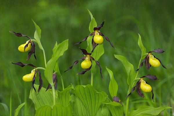 Lady's Slipper Orchids (Cypripedium calceolus)