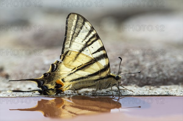 Scarce swallowtail (Iphiclides podalirius)