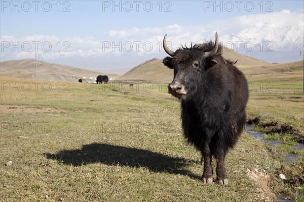 Yak (Bos mutus)