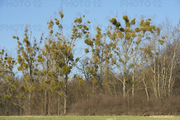 Mistletoe (Viscum album) on Poplar trees (Populus spec.)