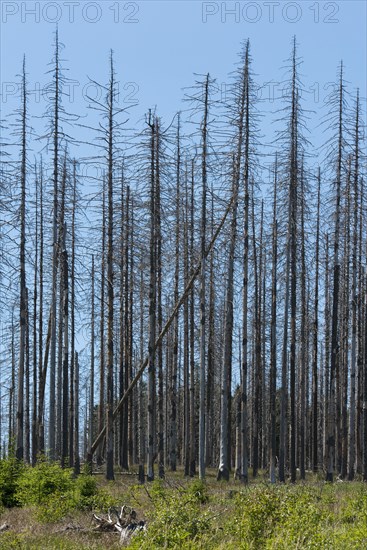 Dead spruce (Picea abies) infected and damaged by the European spruce bark beetle (Ips typographus)