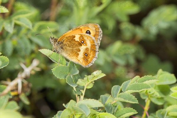 Gatekeeper butterfly (Pyronia tithonus)