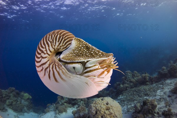 Nautilus (Nautilus belauensis)