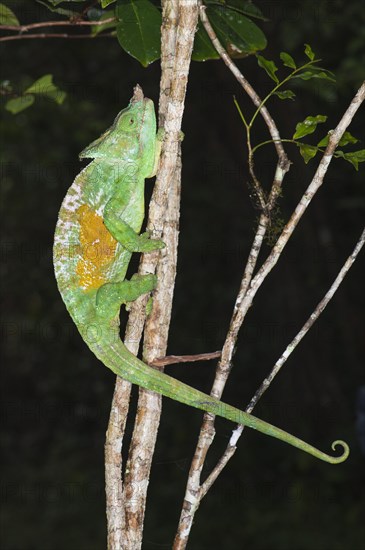 Parson's Chameleon (Calumma parsonii)