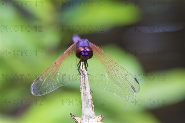 Dragon fly