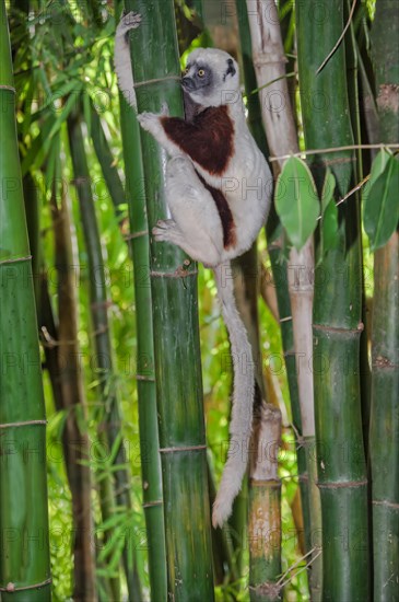 Coquerel's Sifaka (Propithecus coquereli)