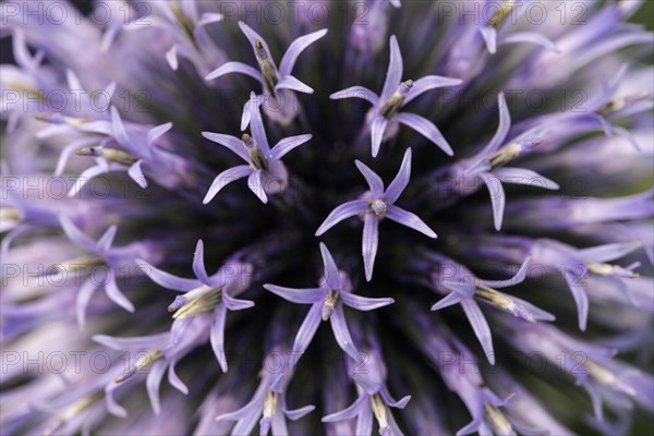 Globe thistle (Echinops)