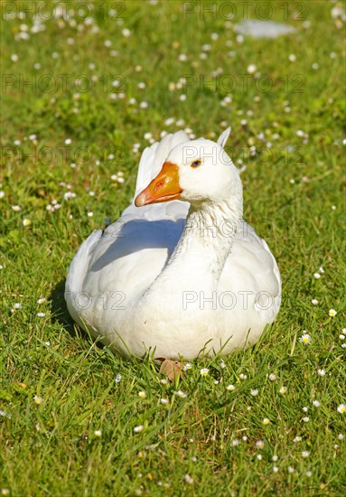 White House Goose (Anser anser domesticus) sitting in a meadow