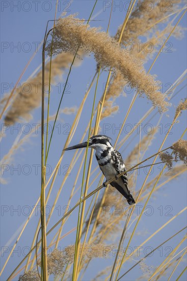 Pied kingfisher (Ceryle rudis) sits in reed