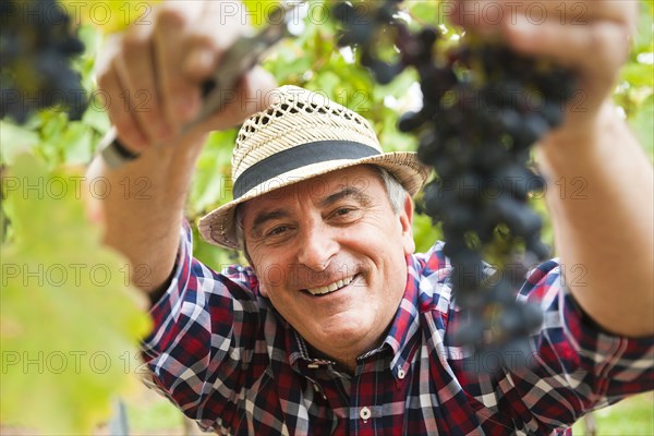 Winemaker or vintner cutting grapes in his vineyard