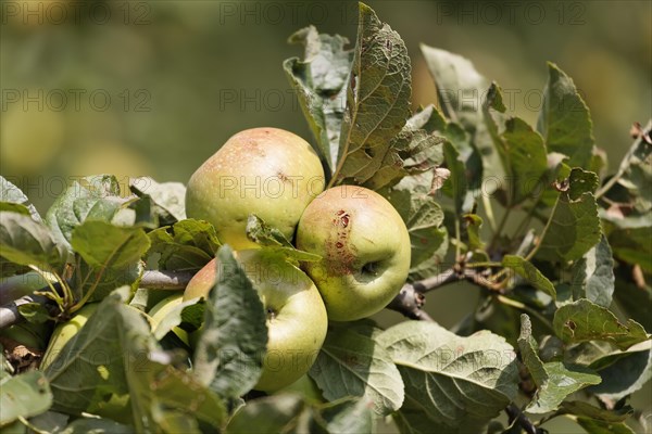 Styrian apples