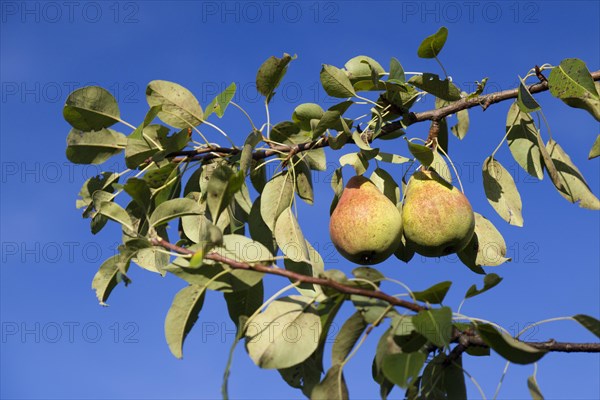 Organic pears on the tree