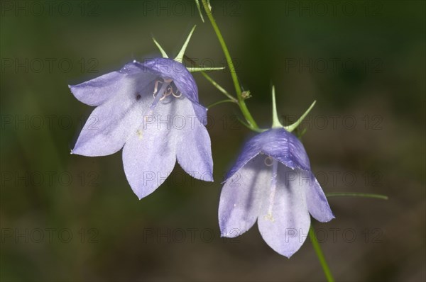 Harebell (Campanula rotundifolia)