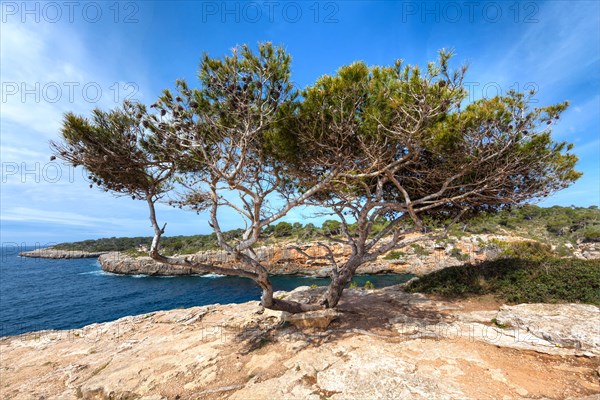 Old pine tree (Pinus pinea)