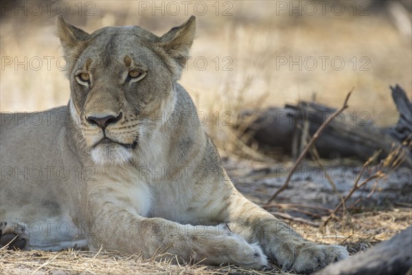 Lion (Panthera leo)