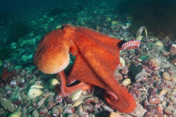 Giant Pacific octopus or North Pacific giant octopus (Enteroctopus dofleini)