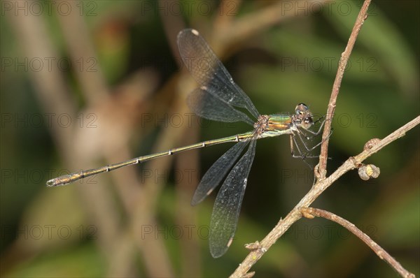 Western Willow Spreadwing (Lestes viridis) Untergroeningen