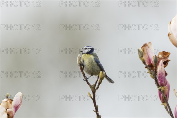 Blue Tit (Cyanistes caeruleus syn Parus caeruleus)