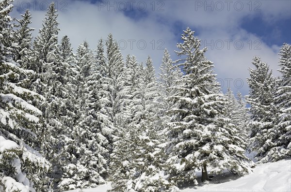 Snow-covered spruce trees (Picea abies)