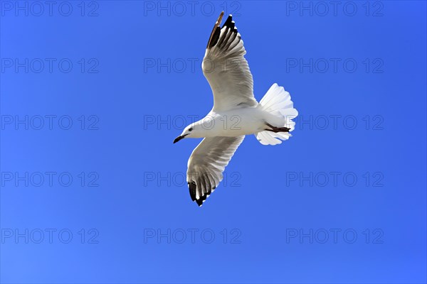 Silver Gull (Larus novaehollandiae)